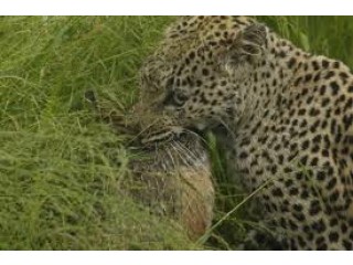 Adventure Awaits: Best Safari Tours with Wild Planet Safari
