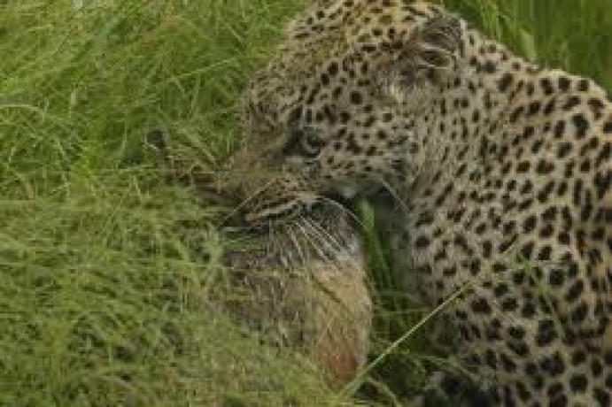 adventure-awaits-best-safari-tours-with-wild-planet-safari-big-0
