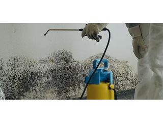 Mold Specialist Brooklyn