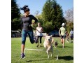 effective-dog-behavior-training-in-spring-hill-small-0