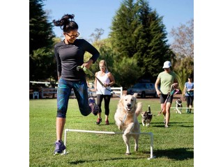 Effective Dog Behavior Training in Spring Hill