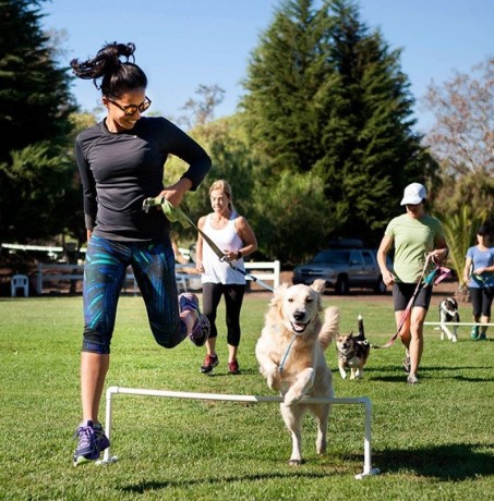 effective-dog-behavior-training-in-spring-hill-big-0