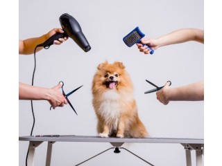 Gentle and Affordable Dog Grooming in Oviedo