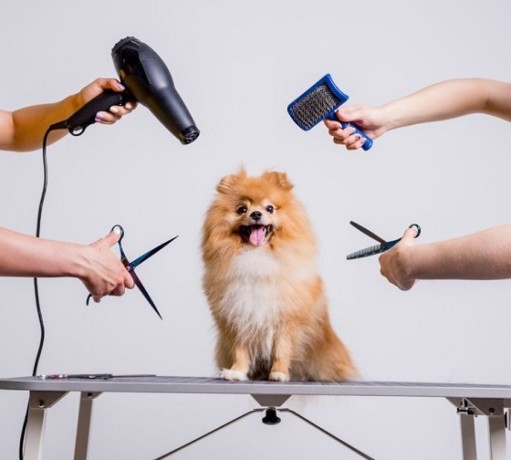 gentle-and-affordable-dog-grooming-in-oviedo-big-0