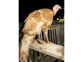 Female turkey hen