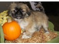 pekingese-puppies-for-sale-small-0