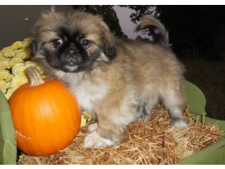 Pekingese Puppies for Sale