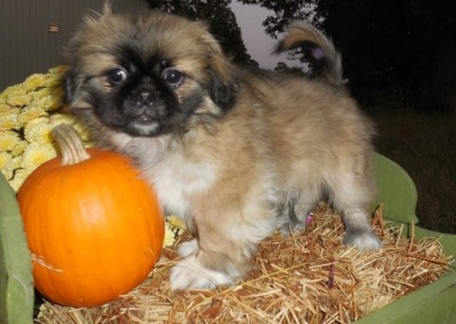pekingese-puppies-for-sale-big-0