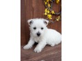 exceptional-chance-for-high-demand-breed-small-0