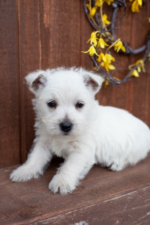 exceptional-chance-for-high-demand-breed-big-0