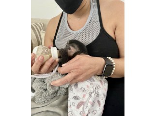 Charming Capuchin Monkeys for a Good Home