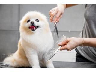 Gentle & Professional Grooming in Fishhawk