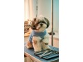 premium-pet-grooming-services-in-fishhawk-small-0