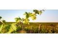 paso-robles-wine-country-tours-tastings-curated-experiences-at-the-piccolo-small-0