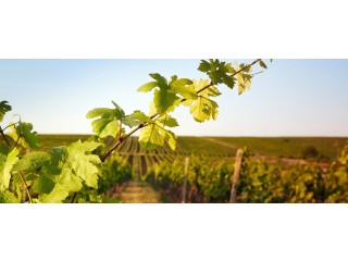 Paso Robles Wine Country Tours & Tastings – Curated Experiences at The Piccolo