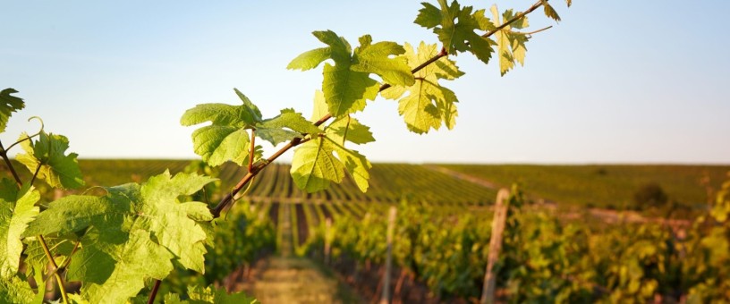 paso-robles-wine-country-tours-tastings-curated-experiences-at-the-piccolo-big-0