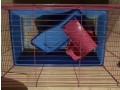 rehoming-two-female-guinea-pigs-small-2
