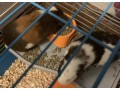 rehoming-two-female-guinea-pigs-small-0
