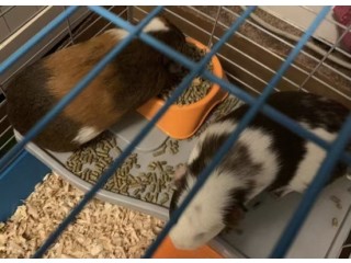 Rehoming Two Female Guinea Pigs