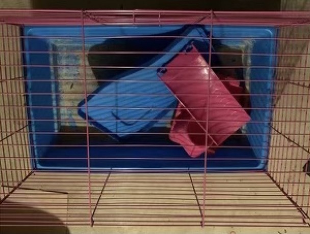 rehoming-two-female-guinea-pigs-big-2