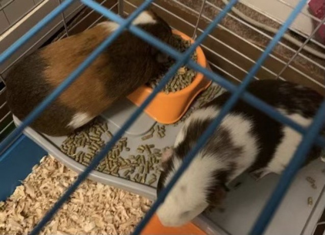 rehoming-two-female-guinea-pigs-big-0