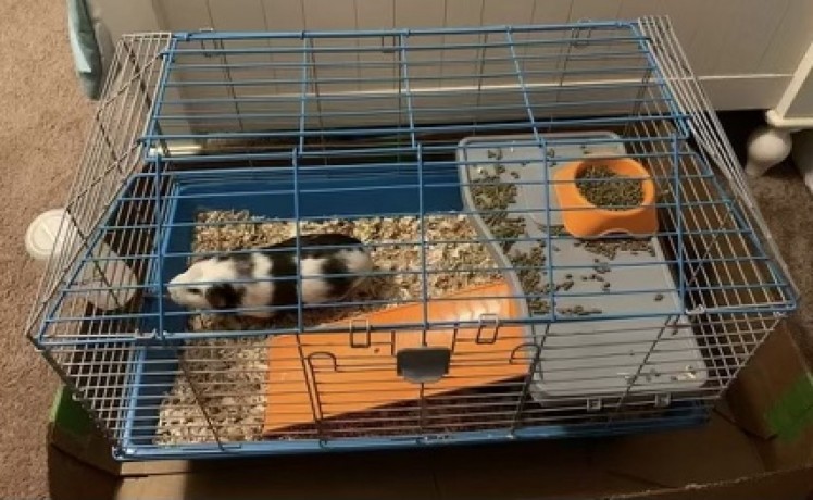 rehoming-two-female-guinea-pigs-big-1