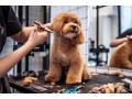 gentle-professional-pet-haircuts-in-oviedo-small-0