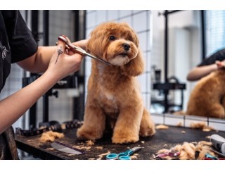 Gentle & Professional Pet Haircuts in Oviedo