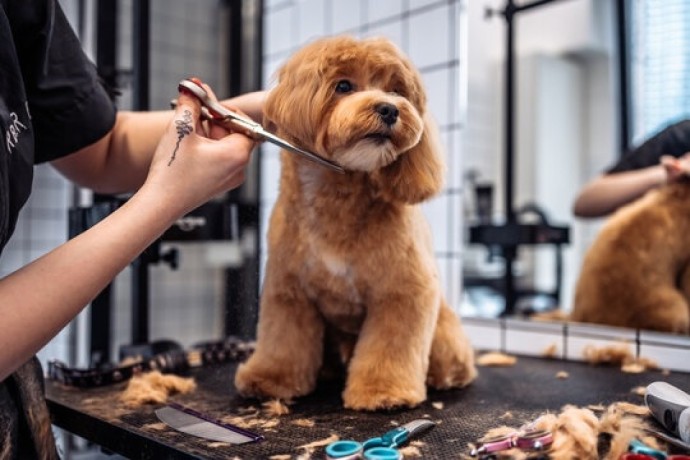 gentle-professional-pet-haircuts-in-oviedo-big-0