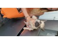 5-french-bulldogs-small-0
