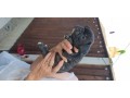 5-french-bulldogs-small-2