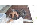 5-french-bulldogs-small-4