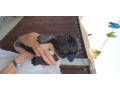 5-french-bulldogs-small-3