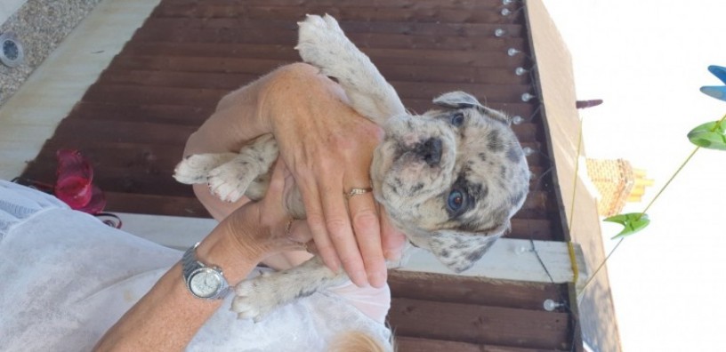 5-french-bulldogs-big-1