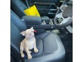 male-and-female-french-bulldog-puppies-for-pet-lovers-small-0