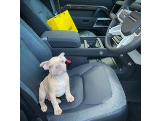 Male and female French Bulldog puppies for pet lovers