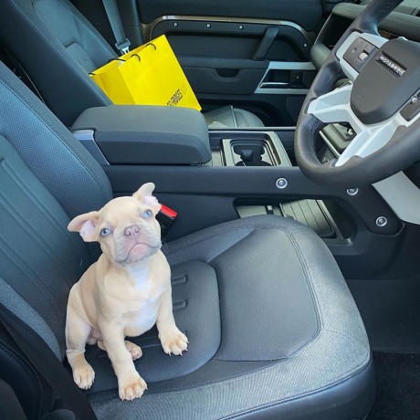 male-and-female-french-bulldog-puppies-for-pet-lovers-big-0