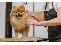 winter-grooming-tips-for-dogs-in-winter-park-small-0