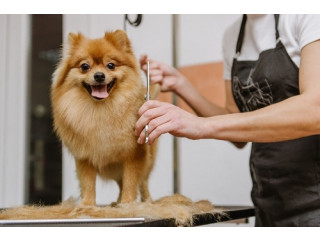 Winter Grooming Tips for Dogs in Winter Park