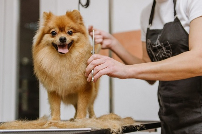 winter-grooming-tips-for-dogs-in-winter-park-big-0