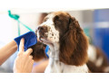 affordable-grooming-packages-for-every-dog-small-0