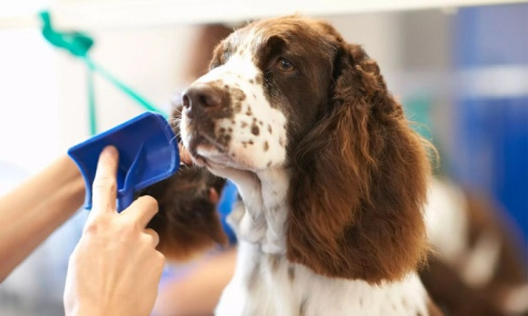 affordable-grooming-packages-for-every-dog-big-0