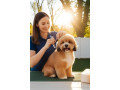 gentle-professional-care-for-your-furry-friends-small-0