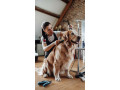 reliable-247-pet-care-support-in-spring-hill-small-0