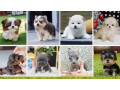 puppies-frenchbulldog-forsale-small-0