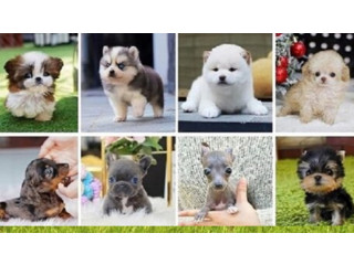 Puppies # - FrenchBulldog # - ForSale