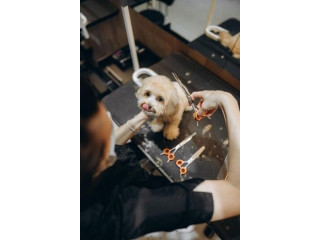 Gentle Grooming for Happy Puppies