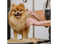 gentle-affordable-grooming-in-south-tampa-small-0