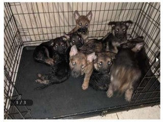 AKC German Shepherd