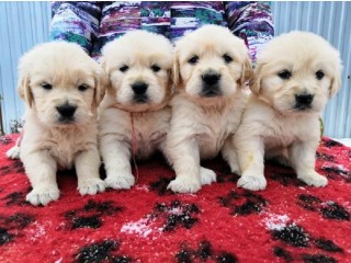 Honest Male and female Golden retriever puppies with working papers